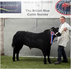 Reserve Champion Crossbred - £1380