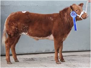 Blue Crossbred – £3000