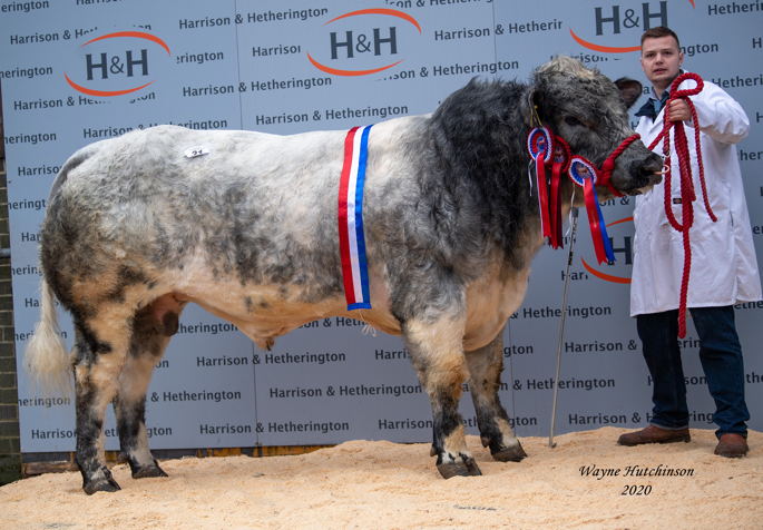 Auchenlay Nimrod - Supreme Champion sold for 10,000 gns