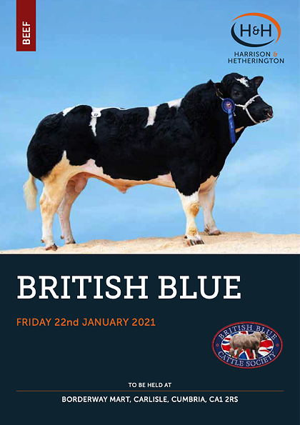 British Blue Society Special January Sale of 37 Pedigree British Blue Bulls and Females