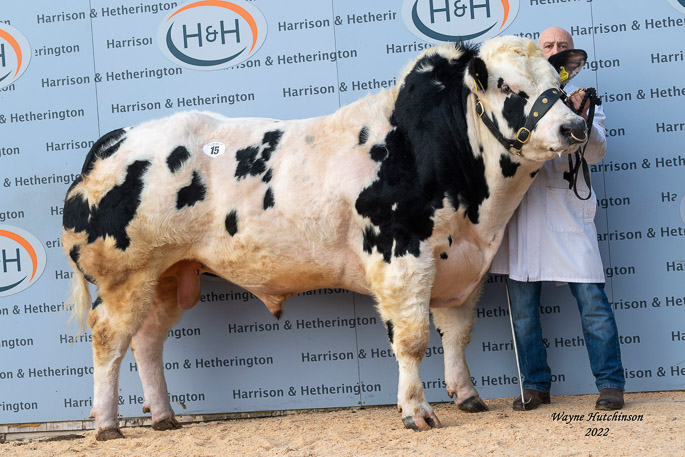 Newpole Pierrot - 10,000gns