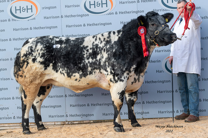 Newland Petra - 7000gns