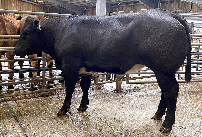 British Blue-x heifer