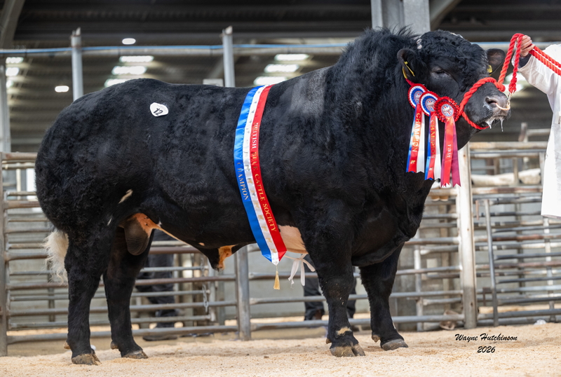 Champion, Auchenlay Upbeat