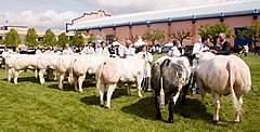 Balmoral Show 2002