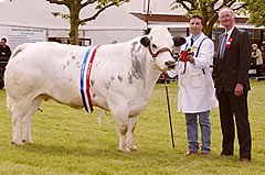 Balmoral Show Champion