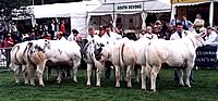 Belgian Blue line-up