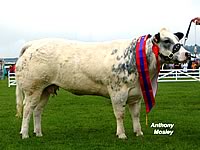 Belgian Blue Yorkshire Champion