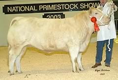 Belgian Blue Champion