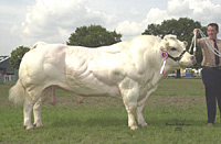 Champion Bull