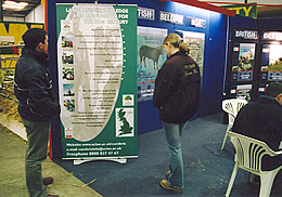 Belgian Blue Stand