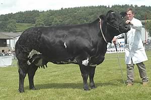 Champion Belgian Blue was Bringlee Sandy from Barber & Bringlee