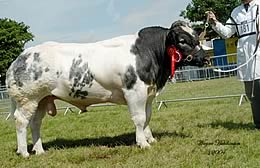 Ridge Dean Vera was the Belgian Blue Junior Female Champion from Michelle Wilde