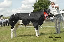 Ridge Dean Vera was the Belgian Blue Junior Female Champion from Michelle Wilde