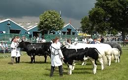 Royal Show Judging