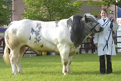 Male Champion Belgian Blue at Balmoral Show