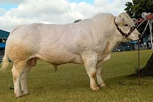 Champion Male belgian Blue came from JE Bellas, Appleby