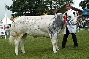 Reserve Champion was Laural Lodge Vicky for M Wanless on his debut at the Royal Show