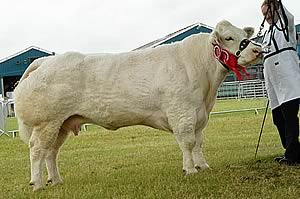 Belgian Blue Champion was Pastellie from Dermont Small