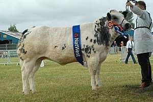 Boomer Witney, Junior champion Belgian Blue and Reserve Junior in the interbreed section
