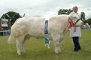Overall Champion was Pastellie, shown by Dermont Small