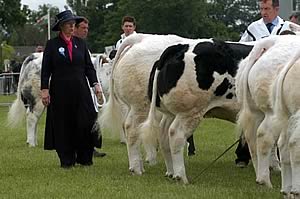 Morag Cartney judging a line up of Belgian Blues