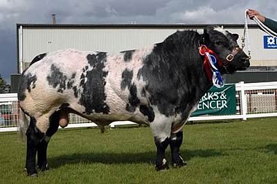 Ballygrange Vinny, male and Reserve Champion