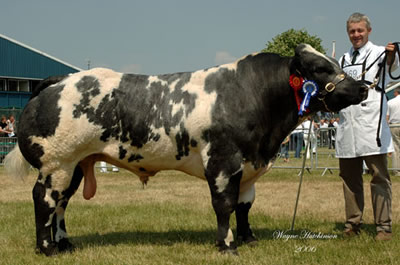 Clogher Wonderboy took the Reserve Male Championship for Frank Page