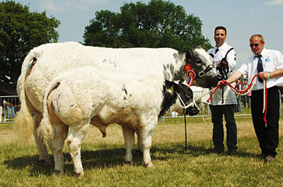 Woodview sal and her calf, took reserve Belgian Blue Championship