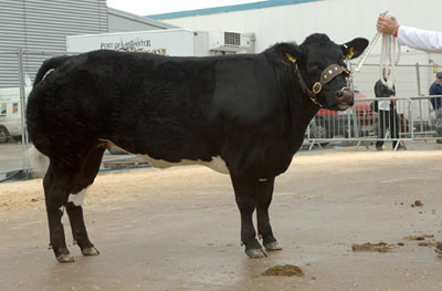 Crofts End Black Beauty was the junior champion and Reserve overall