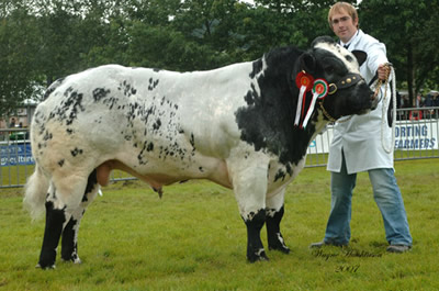 Male Champion - Bringlee Banjo