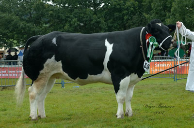 Reserve Female and Reserve Supreme - Balzer Waterlily