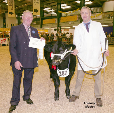 Presentation to Best Animal Sired by a British Blue, which was won by Frank Page with his steer "Six Pack" (no. 287 in catalogue).  Presenting to him was the judge, Ian Wildgoose.