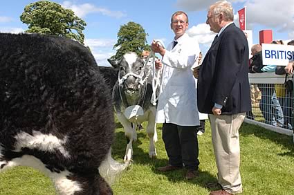 British Blue Judging 