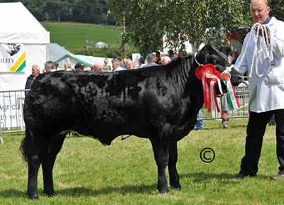 Commercial Beef Champion