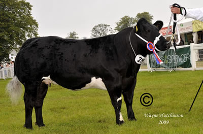 Bluegrass Centrefold, from the Raine Family, winner of the Best Junior Female and Reserve Female