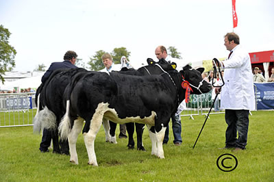 Heifer judging underway