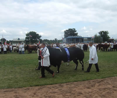 A proud parade