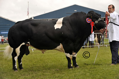 Ballygrange Alex - Champion British Blue