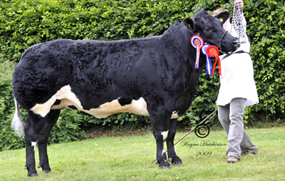 Wilodge Cilla, Reserve Champion