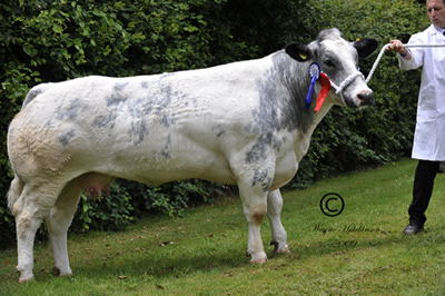 Beckfarm Anne, Res Female Champion