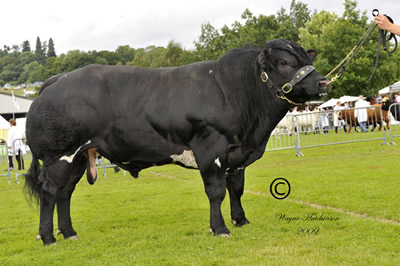 Bringlee Campbell - Res Male Champion