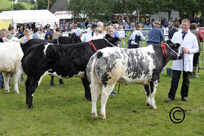 The heifer line up