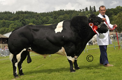 Ballygrange Alex - Male Champion