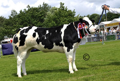 Boomer Dior - British Blue Champion