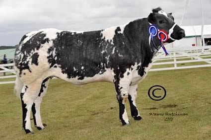 Solway View Elegance - Res Champion