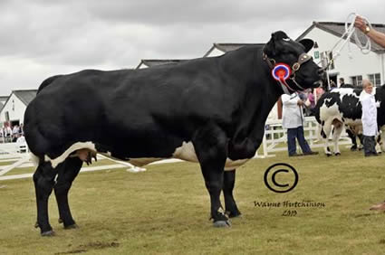 Solway View Black Beauty - British Blue Champion