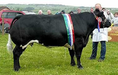 Champion of Champions 2010. Solway View Black Beauty