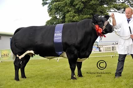 Solwayview Black Beauty - Overall Champion