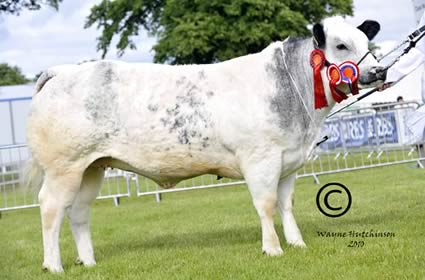 Tweeddale Enhance - Junior Champion